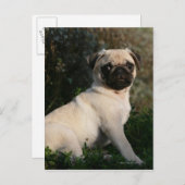 Fawn Pug Puppy Sitting Briefkaart (Voorkant / Achterkant)