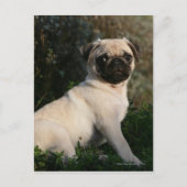 Fawn Pug Puppy Sitting Briefkaart (Voorkant)