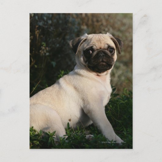 Fawn Pug Puppy Sitting Briefkaart (Voorkant)