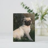Fawn Pug Puppy Sitting Briefkaart (Staand voorkant)