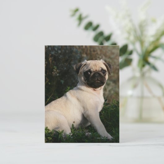 Fawn Pug Puppy Sitting Briefkaart (Staand voorkant)