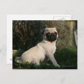 Fawn Pug Puppy Sitting Briefkaart (Voorkant / Achterkant)