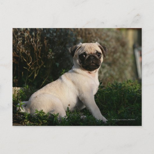 Fawn Pug Puppy Sitting Briefkaart (Voorkant)