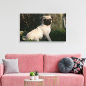 Fawn Pug Puppy Sitting Canvas Afdruk (Insitu (Woonkamer))