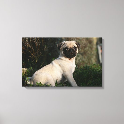 Fawn Pug Puppy Sitting Canvas Afdruk (Voorkant)