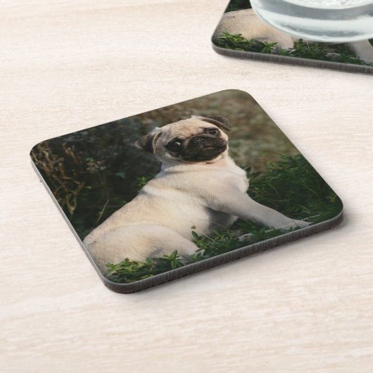 Fawn Pug Puppy Sitting Drankjes Onderzetter (Linkerzijde)