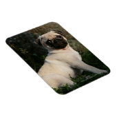 Fawn Pug Puppy Sitting Magneet (Rechterzijde)