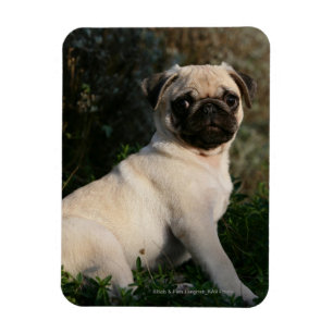 Fawn Pug Puppy Sitting Magneet
