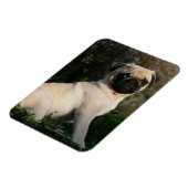Fawn Pug Puppy Sitting Magneet (Linkerzijde)