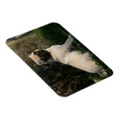 Fawn Pug Puppy Sitting Magneet (Rechterzijde)