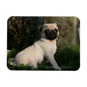 Fawn Pug Puppy Sitting Magneet