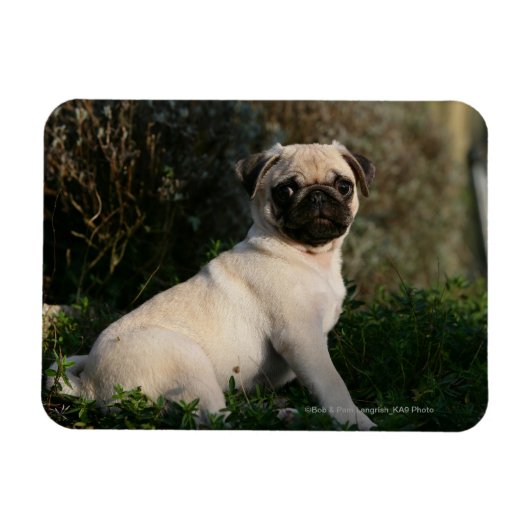 Fawn Pug Puppy Sitting Magneet (Horizontaal)