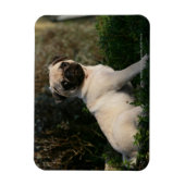 Fawn Pug Puppy Sitting Magneet (Verticaal)