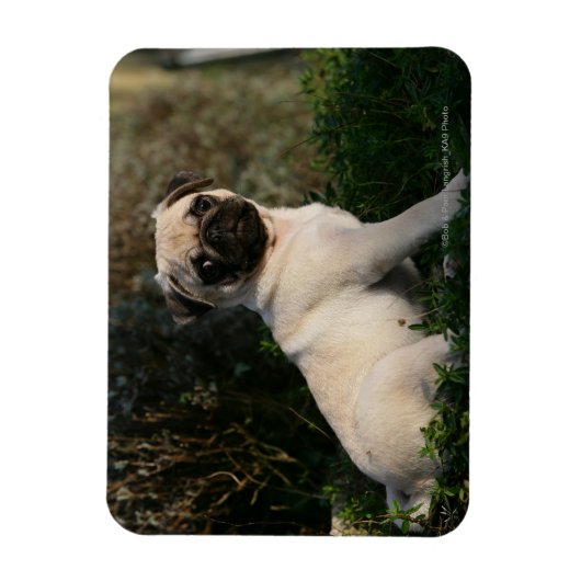 Fawn Pug Puppy Sitting Magneet (Verticaal)