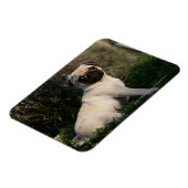 Fawn Pug Puppy Sitting Magneet (Linkerzijde)