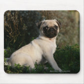 Fawn Pug Puppy Sitting Muismat (Voorkant)