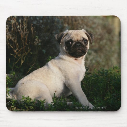 Fawn Pug Puppy Sitting Muismat (Voorkant)