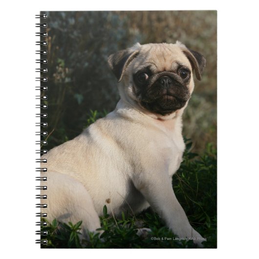 Fawn Pug Puppy Sitting Notitieboek (Voorkant)