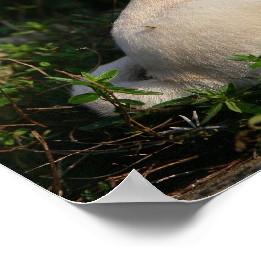 Fawn Pug Puppy Sitting Poster (Hoek)