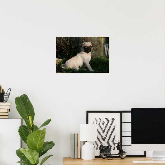 Fawn Pug Puppy Sitting Poster (Thuiskantoor)