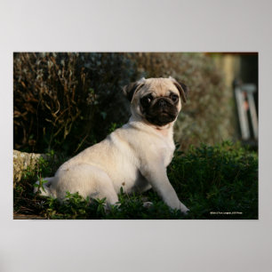 Fawn Pug Puppy Sitting Poster