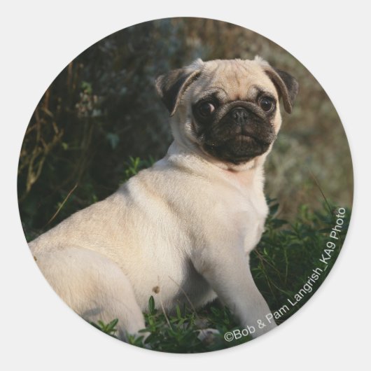 Fawn Pug Puppy Sitting Ronde Sticker (Voorkant)