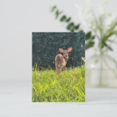 Fawn Standing in the Grass Briefkaart (Staand voorkant)