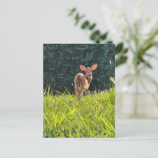 Fawn Standing in the Grass Briefkaart (Staand voorkant)