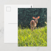Fawn Standing in the Grass Briefkaart (Voorkant / Achterkant)