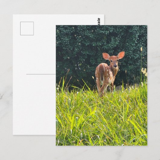 Fawn Standing in the Grass Briefkaart (Voorkant / Achterkant)
