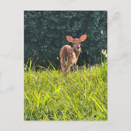 Fawn Standing in the Grass Briefkaart (Voorkant)