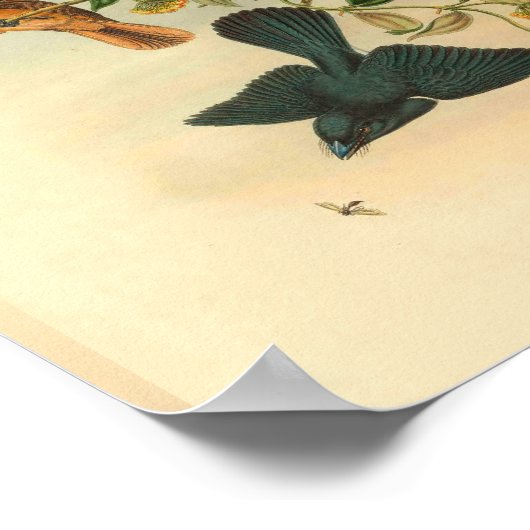 Fawn Tailed Red Flycatcher Bird  Print (Hoek)