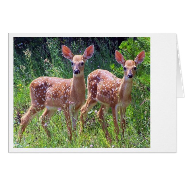 Fawn Twins in the Hawkweed (Voorkant Horizontaal)