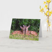 Fawn Twins - Pender Island BC. Kaart (Gele Bloem)
