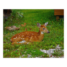 fawn whitetail deer foto afdruk