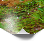 fawn whitetail deer foto afdruk (Hoek)