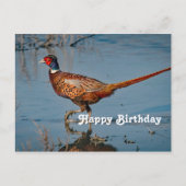 Fazant Blauw Water Foto Verjaardag Briefkaart (Voorkant)