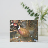 fazant briefkaart (Staand voorkant)