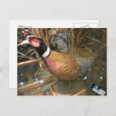 fazant briefkaart (Voorkant / Achterkant)