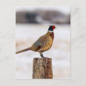 fazant briefkaart (Voorkant)