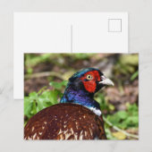 fazant briefkaart (Voorkant / Achterkant)