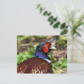 fazant briefkaart (Staand voorkant)
