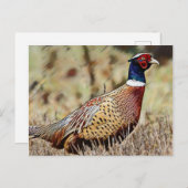 fazant briefkaart (Voorkant / Achterkant)