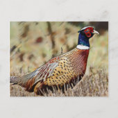 fazant briefkaart (Voorkant)