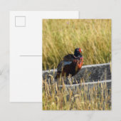 fazant briefkaart (Voorkant / Achterkant)