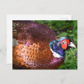 fazant briefkaart (Voorkant / Achterkant)