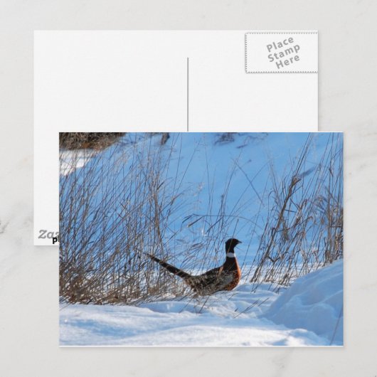 fazant in de avond briefkaart (Voorkant / Achterkant)