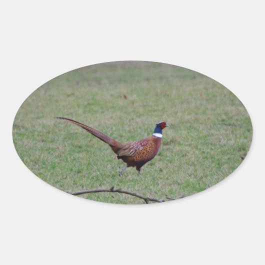 fazant ovale sticker (Voorkant)