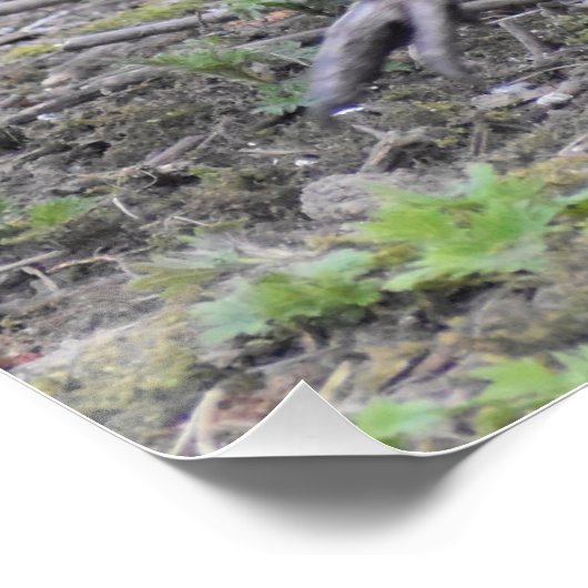 fazant perfect poster (Hoek)