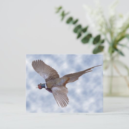 fazant tijdens de vlucht briefkaart (Staand voorkant)
